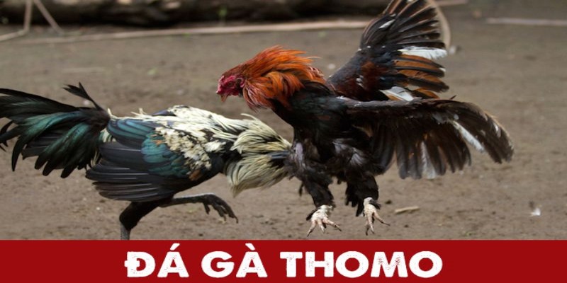 Tổng quan chung về bộ môn giải trí đá gà Thomo